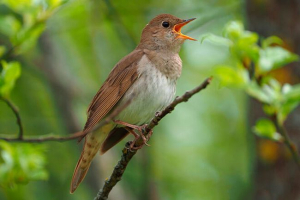 Незабутній соловна співаюча, відео Незабутній соловна співаюча, відео